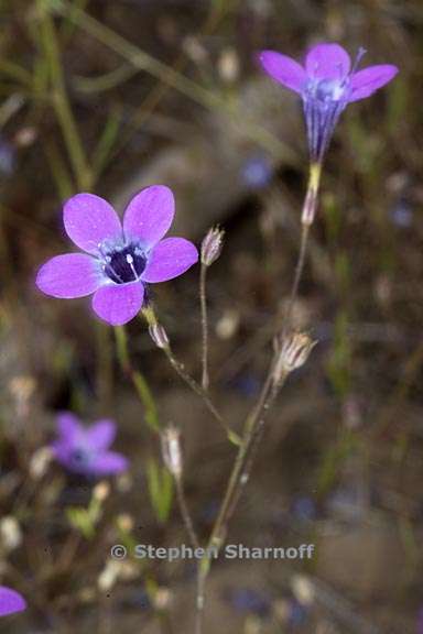 navarretia leptalea ssp leptalea 8 graphic